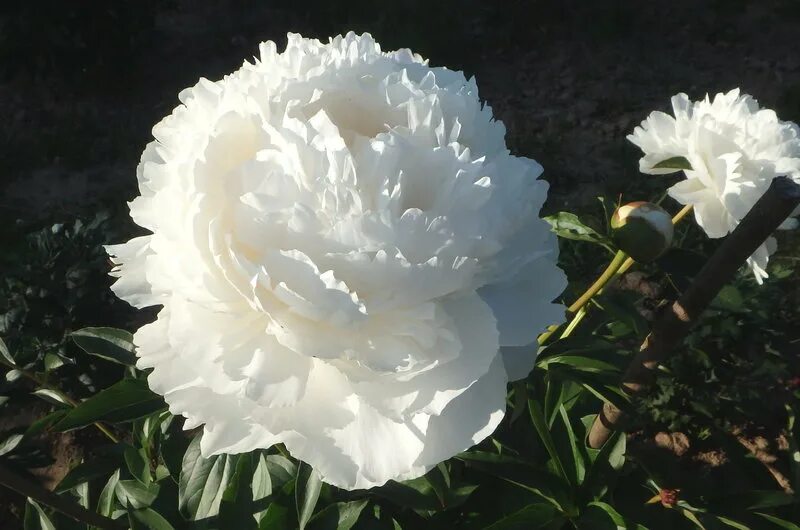 Вайт грейс. Пион white grace. Пион уайт грейс paeonia white grace. Вайт грейс. Пион молочноцветковый ‘white grace’.