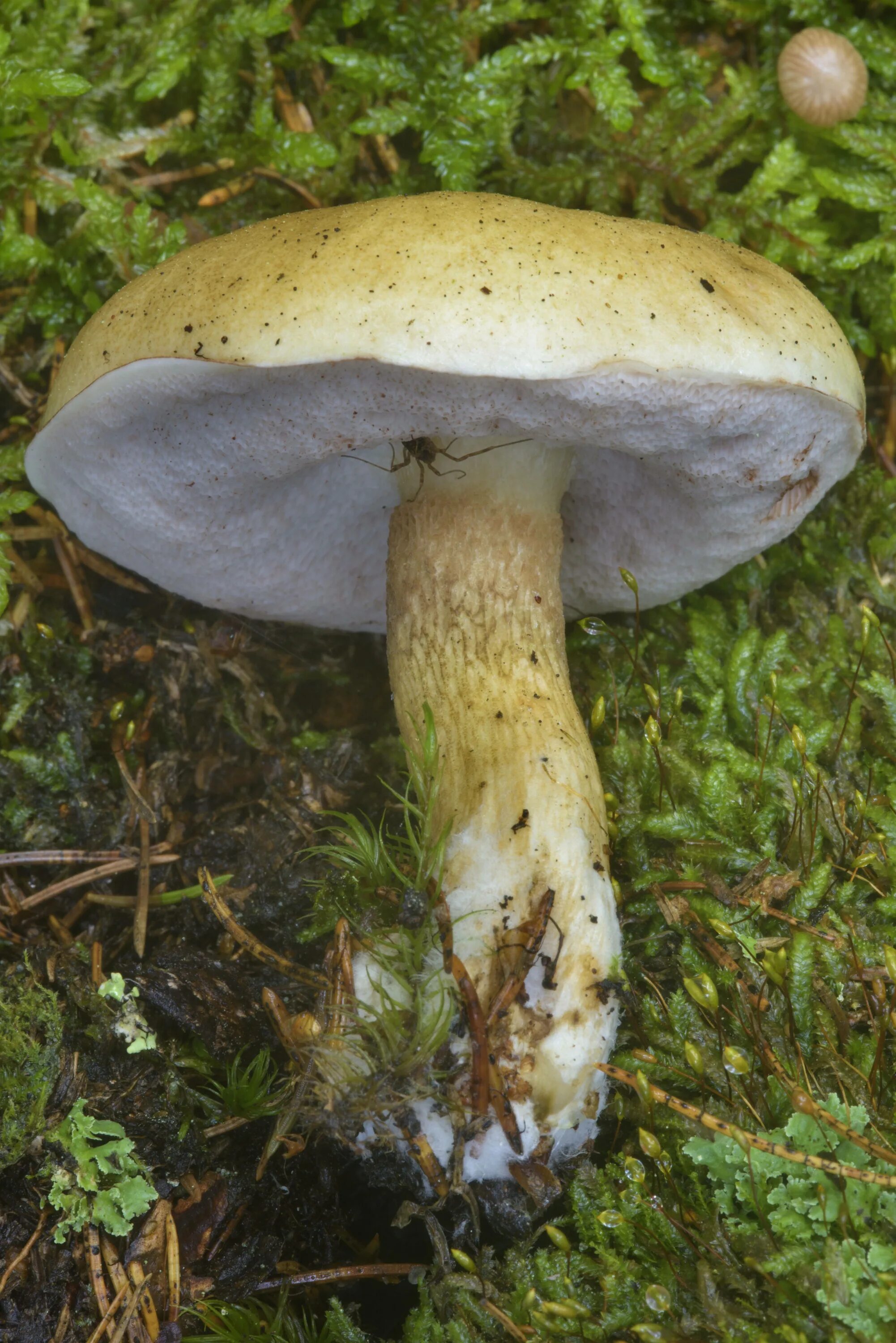 Желчный гриб какой. Белый гриб и горчак. Горчак, ложный белый гриб. Желчный гриб горчак. Tylopilus felleus – желчный гриб.