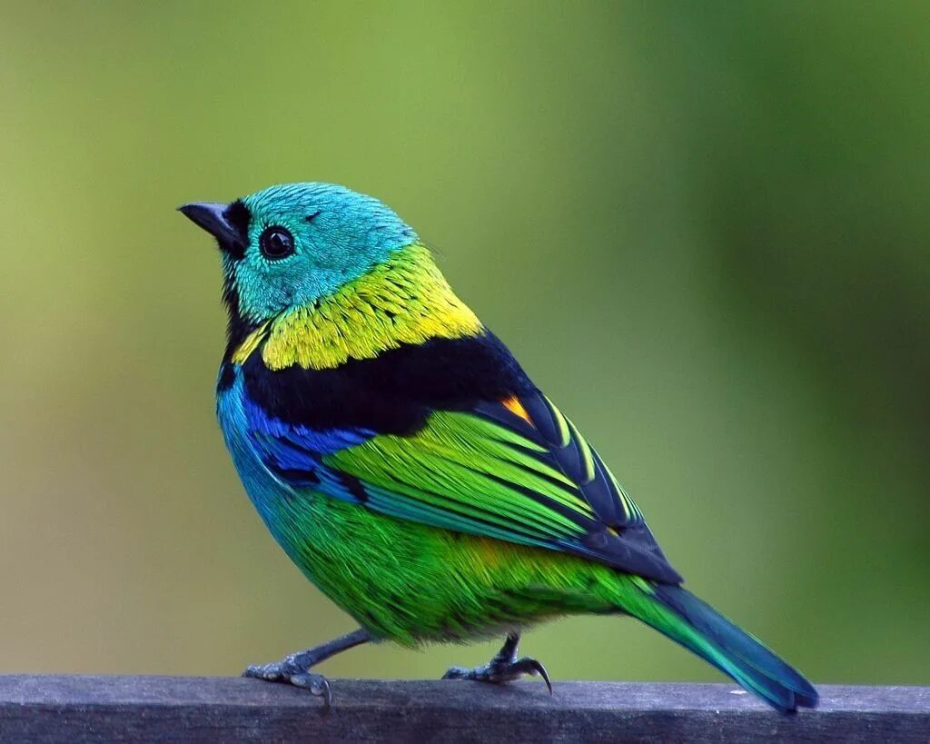 Черно зеленая птичка. Зеленоголовая танагра. Зелёная танагра медосос. Райская танагра птица. Синешапочная танагра.