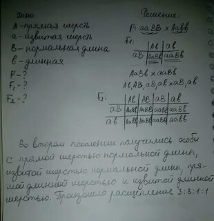 При скрещивании мышей с извитой шерстью нормальной