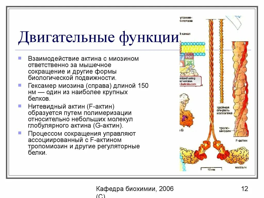 Белки механическая функция. Миозин функция белка. Актин функция. Актин и миозин функции. Миозин функция.