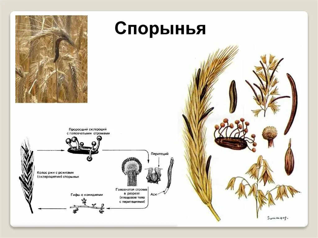 Как происходит заражение зерновых культур головневыми грибами. Цикл развития спорыньи пурпурной. Грибы строение Головня и спорынья. Спорынья (Claviceps). Жизненный цикл спорыньи.