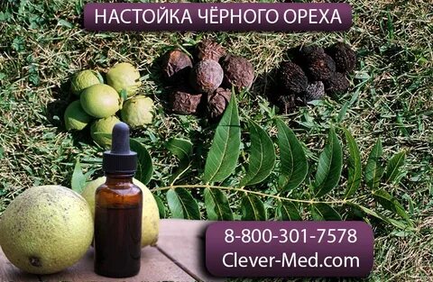 Черный орех свойства