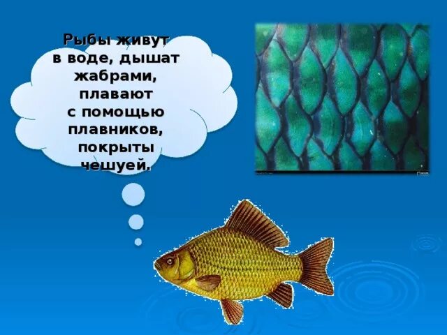 Почему рыбы живут в воде. Рыбы дышат в воде. С помощью чего плавают рыбы. Почему рыбы могут жить в воде. Почему рыбы дышат в воде.