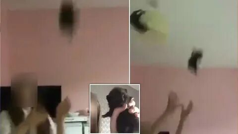 nbsp;Did you see the kitten and girl video? The disturbing video f...