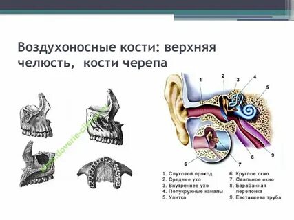 Воздухоносные полости