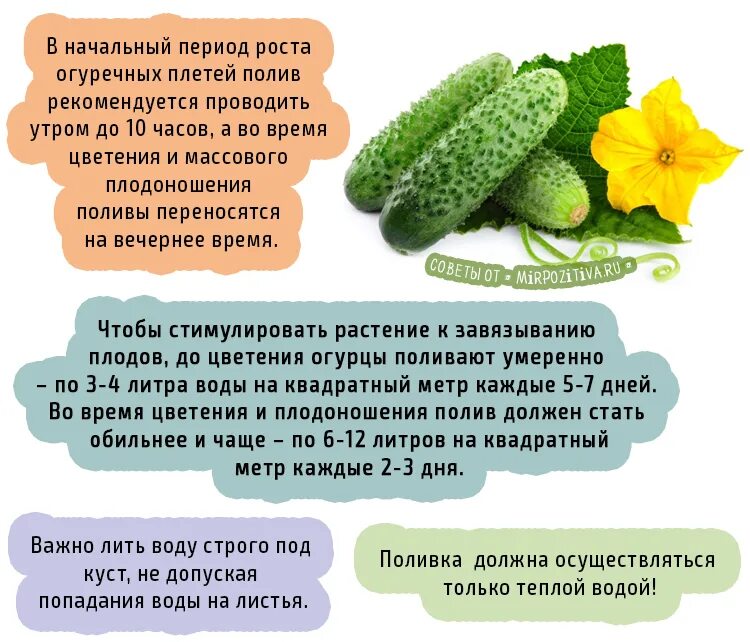 Как подкормить огурцы калием. Схема удобрения огурцов. интересные советы огородникам. огурцы должны расти. схема подкормки огурцов в открытом грунте.