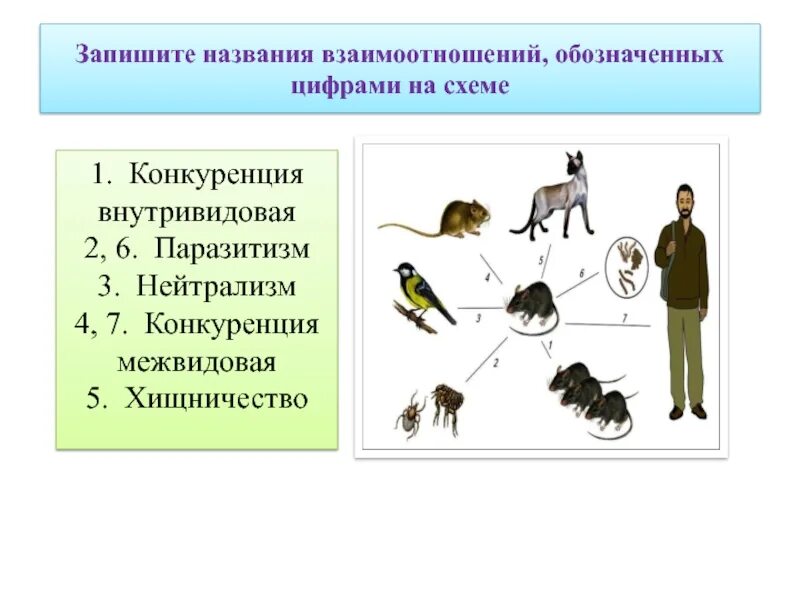 Примеры взаимосвязи изображенных на схеме. Запишите названия взаимоотношений обозначенных цифрами на схеме. нейтрализм конкуренция паразитизм. внутривидовые взаимодействия паразитизм. паразитизм взаимоотношение обозначение.