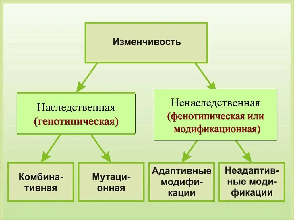 Изменчивость виды изменчивости. Типы изменчивости генетика. Виды изменчивости схема. Классификация изменчивости модификационная изменчивость. Изменчивость таблица биология