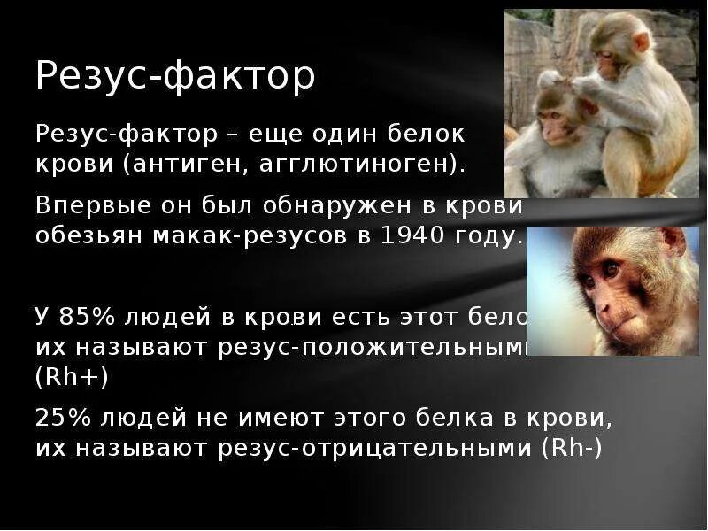 Резус фактор обезьян