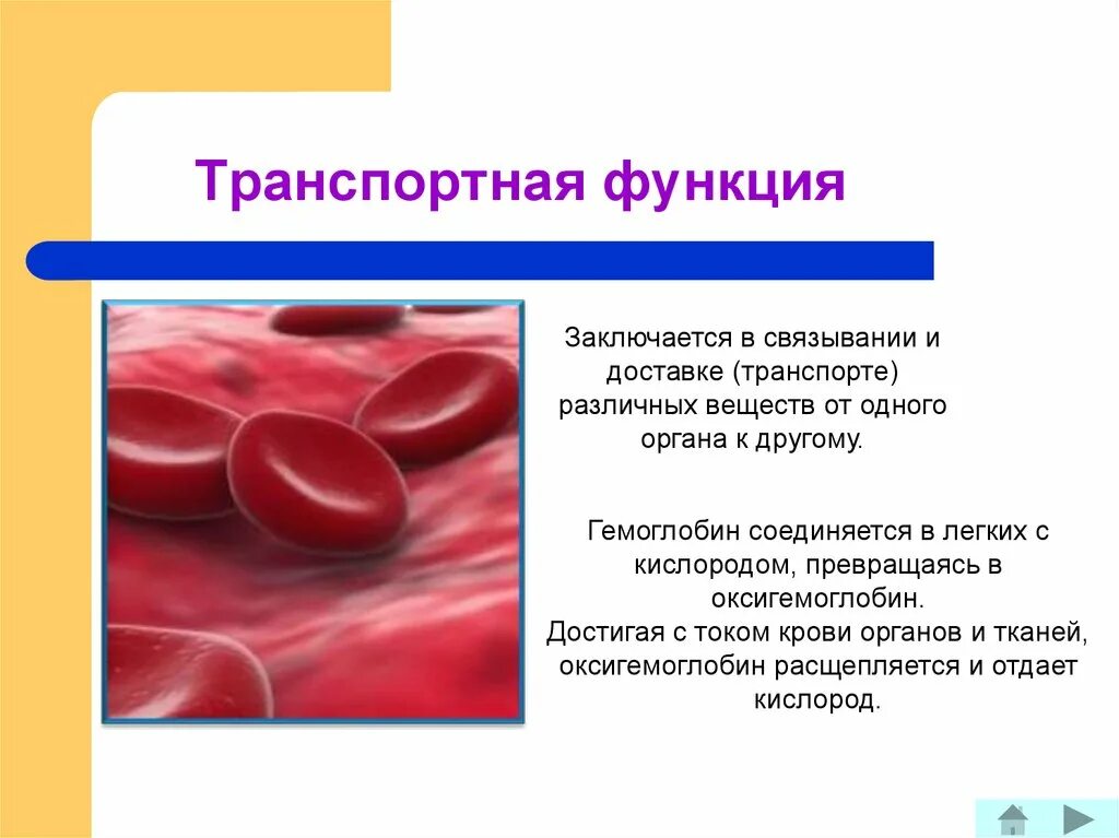 В чем проявляется транспортная функция. Транспортная функция. Транспортная функция белков. Транспортная функция белков крови. Транспортная функция гемоглобина.