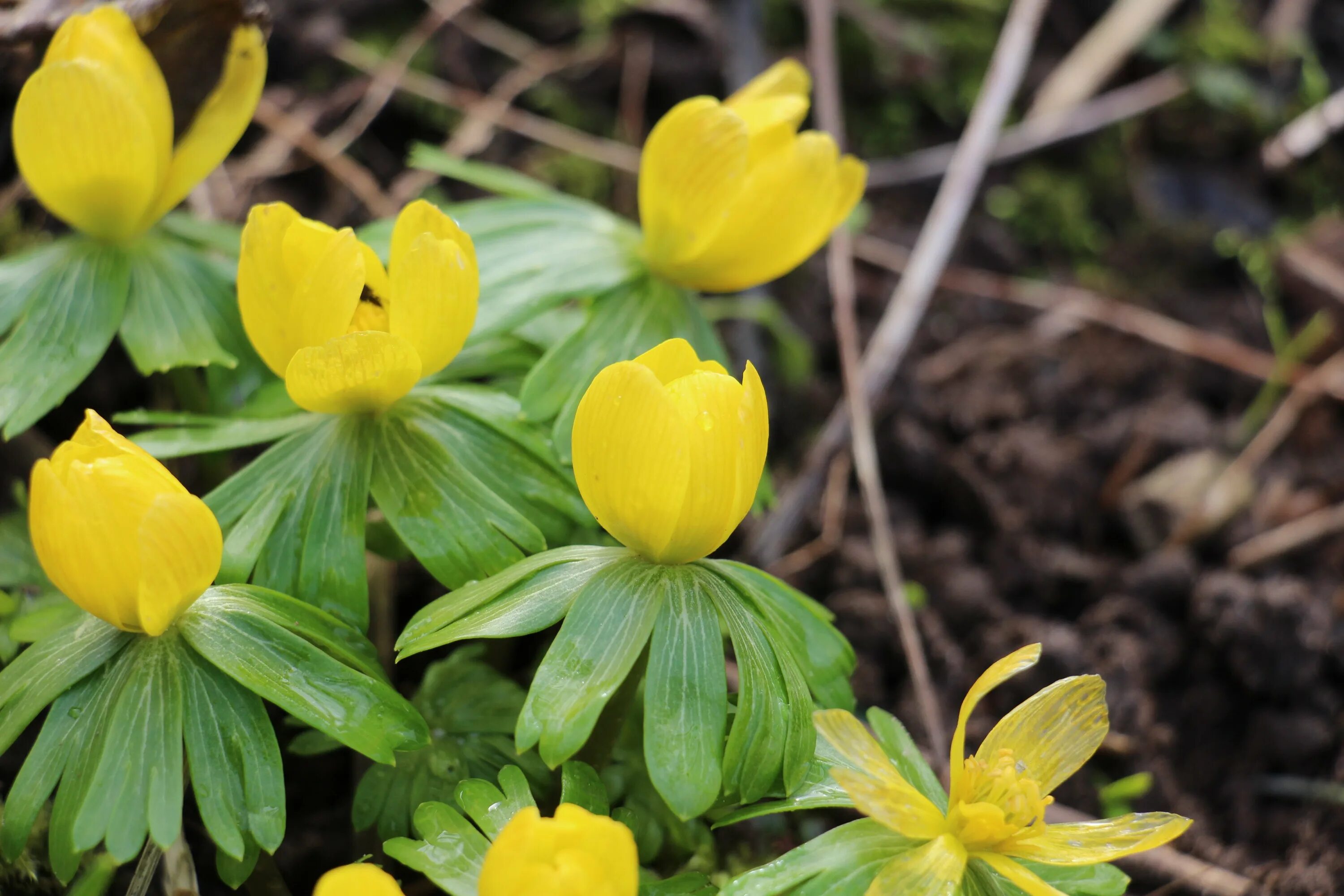 Лютик желтый первоцвет. Лютик желтый первоцвет. Желтые весенние цветы название. Лютик желтый первоцвет. Калужница лесная огоньки.