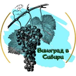 Зима виноград сибирь