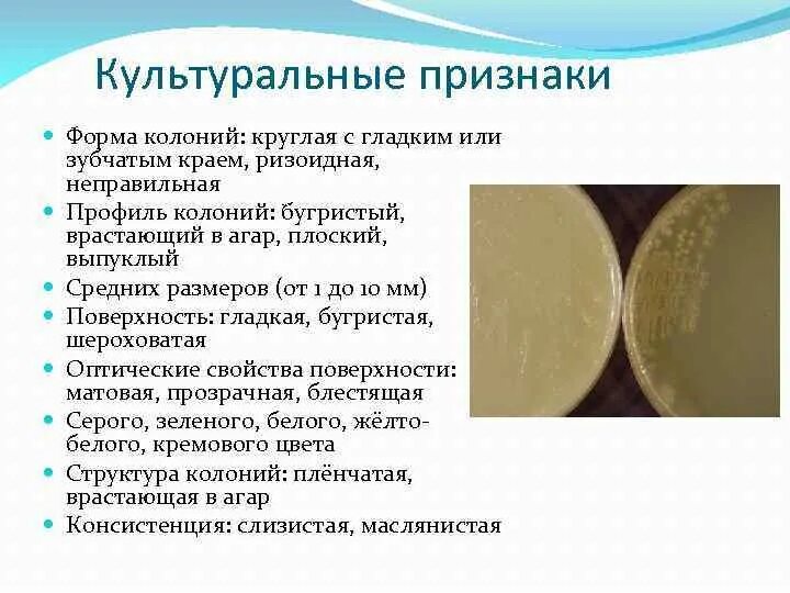 Какие виды колоний существуют. Культуральные признаки колоний. культуральные признаки. структура колоний микроорганизмов. признаки колонии.