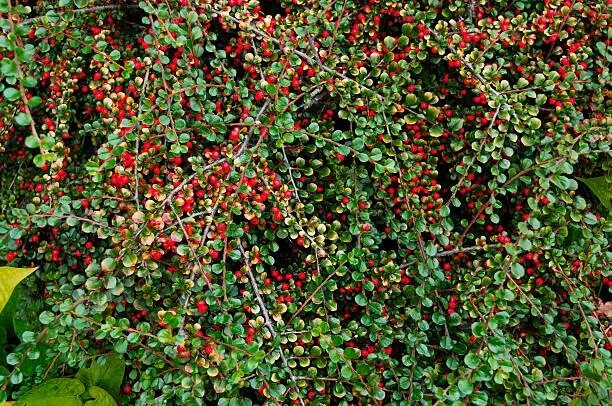 Red Cotoneaster