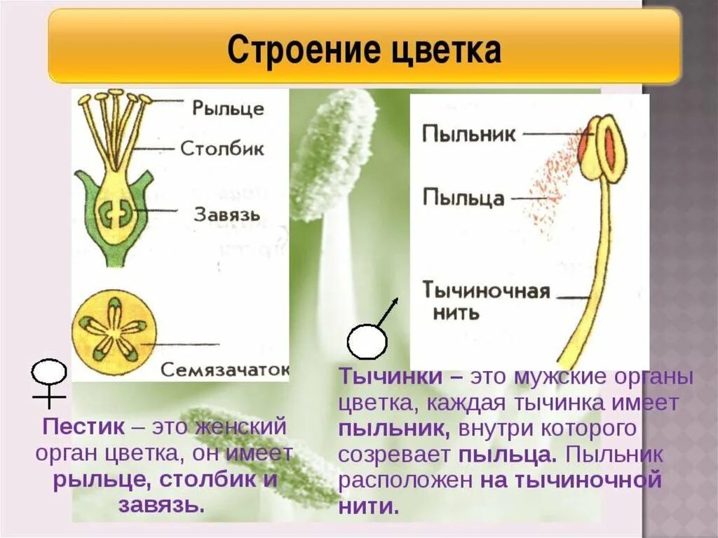 Строение тычинки цветка. Строение тычинки. Рыльце столбик и завязь. Пестик и тычинка что мужское а что женское. Строение тычинки и пыльцы