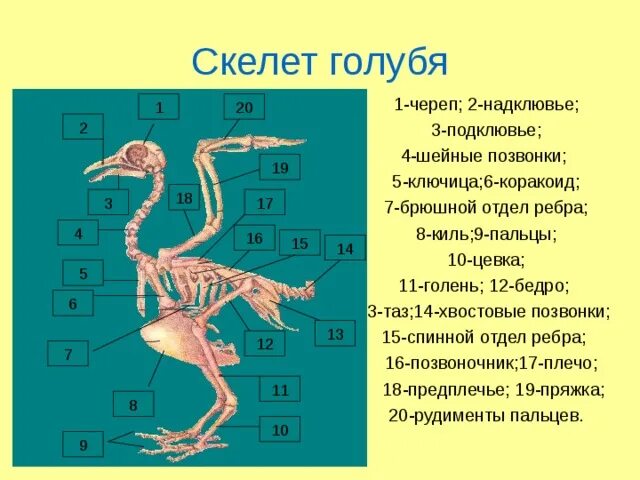 Скелет голубя биология 7 класс. Строение скелета голубя. Скелет сизого голубя. Скелет птицы цевка.
