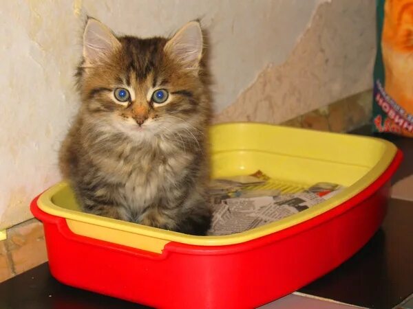 Котенок 2 месяца как приучить к лотку. Лоток сибирская кошка. лоток для котят 2 месяца. кошачий лоток в прихожей.