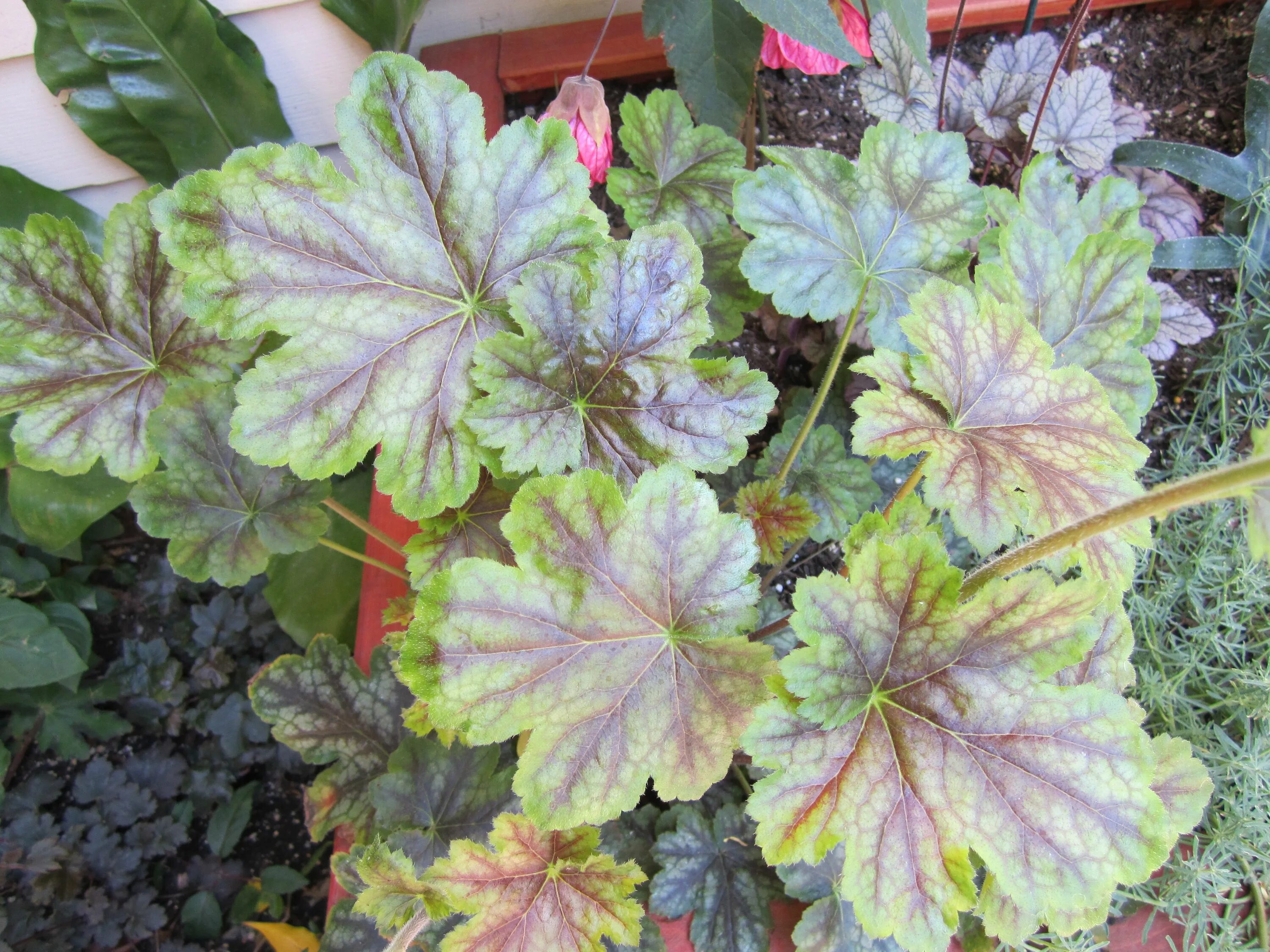 Гейхера гибридная "obsidian". Гейхера marble silver. Гейхера heuchera obsidian. Гейхера гибридная obsidian/ обсидиан. Гейхера гибридная "obsidian".