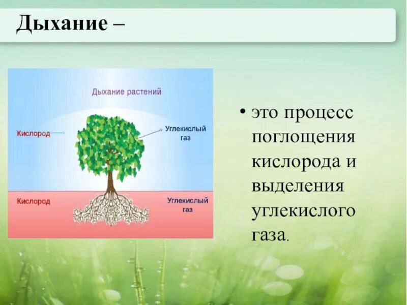 Схема как происходит дыхание растений. Схема дыхания растений 3 класс окружающий мир. Схема питания и дыхания растений 3 класс. Питание растений 3 класс. Дыхание растений.