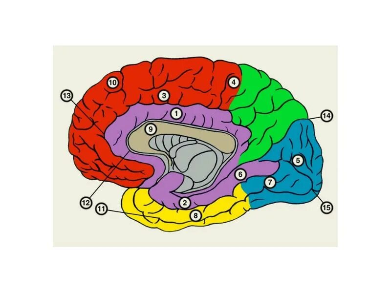 Старый новый мозг. Извилины головном мозге медиальная поверхность. Медиальная поверхность полушария конечного мозга. Большой мозг правое полушарие медиальная поверхность. Медиальная поверхность коры больших полушарий головного мозга.