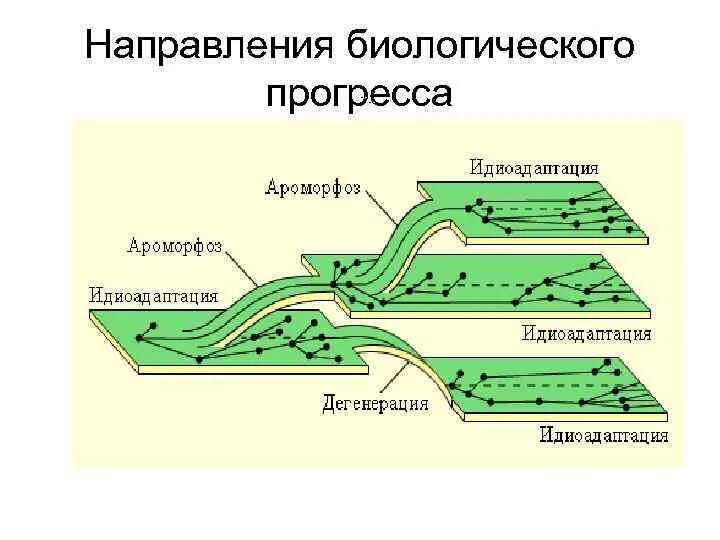 Биологический прогресс связан с. Схема путей биологического прогресса. Пути достижения биологического прогресса схема. Направления эволюции биологический Прогресс. Пути достижения биологического прогресса 9 класс.