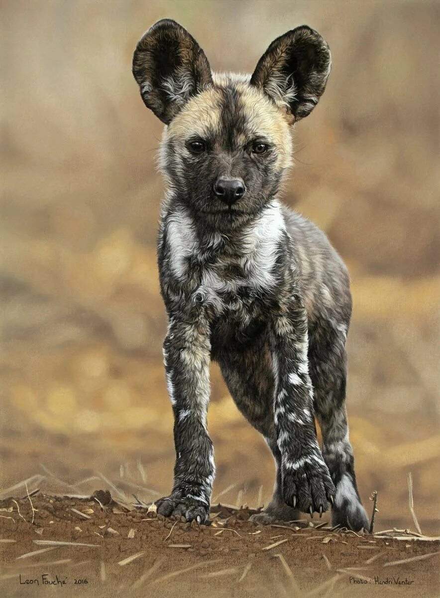 Гиеновидная собака. Гиеновидная гиена. Как называются дикие собаки. Как называются дикие собаки. Гиеновидная собака: африканская дикая.
