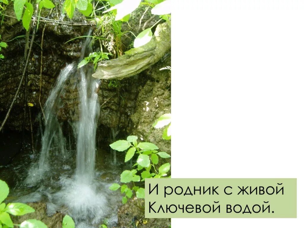 Живая вода родников. Вода из родника. Природные родники. Родник с живой и мертвой водой в шапсугской. Родниковая вода.