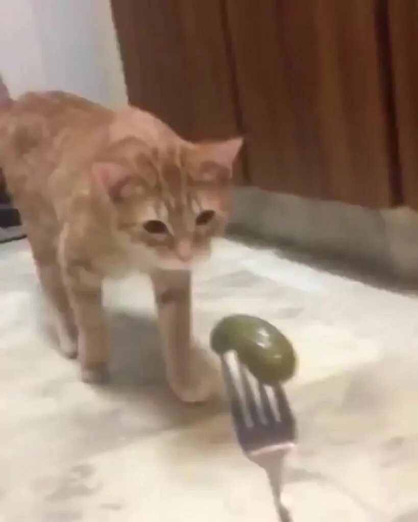 Кот блюет видео. Кота тошнит. кота тошнит gif. гифка кота тошнит.