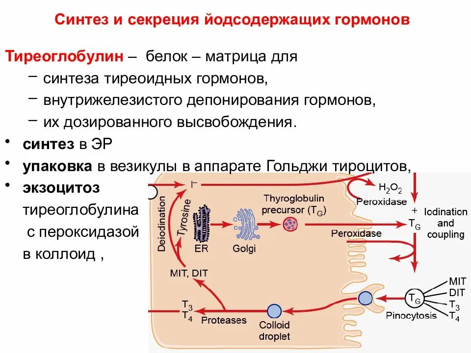 Секреция синтезированных. Гормон глюкагон синтезируют клетки. Синтез гормонов щитовидной железы схема. Секреция кортизола. Синтез тиреоидных гормонов биохимия схема.