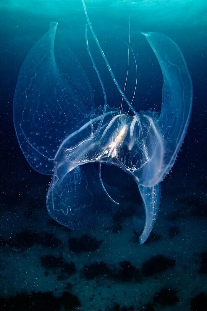 Обитатели моря глубина. Акватилис медузы. Глубоководные медузы Марианской впадины. Глубоководный морская медуза. Крсивыеморские обитатели.