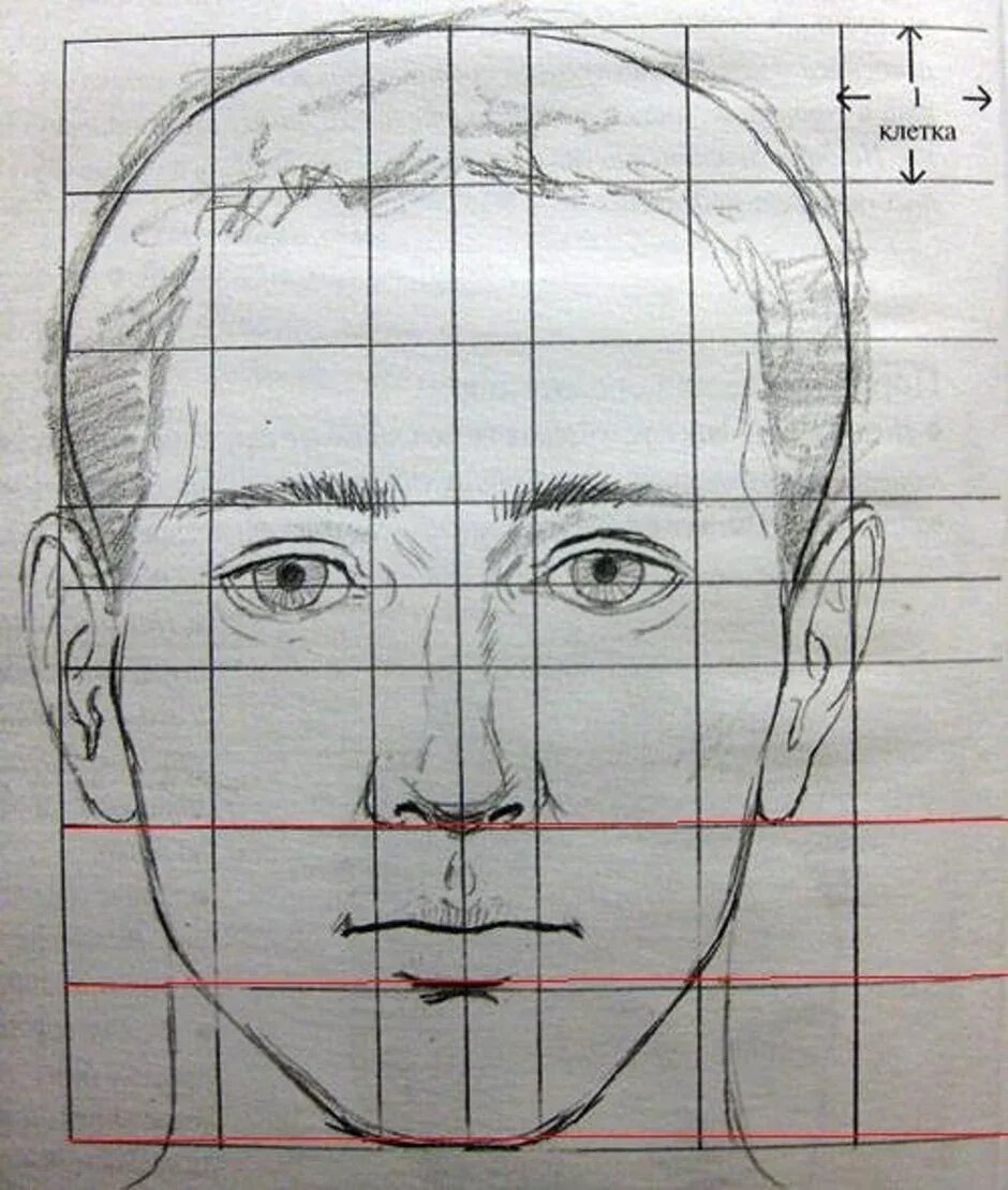 Пропорции головы человека анфас. Лицо рисунок. Рисование портрета по сетке. Лицо человека рисунок.