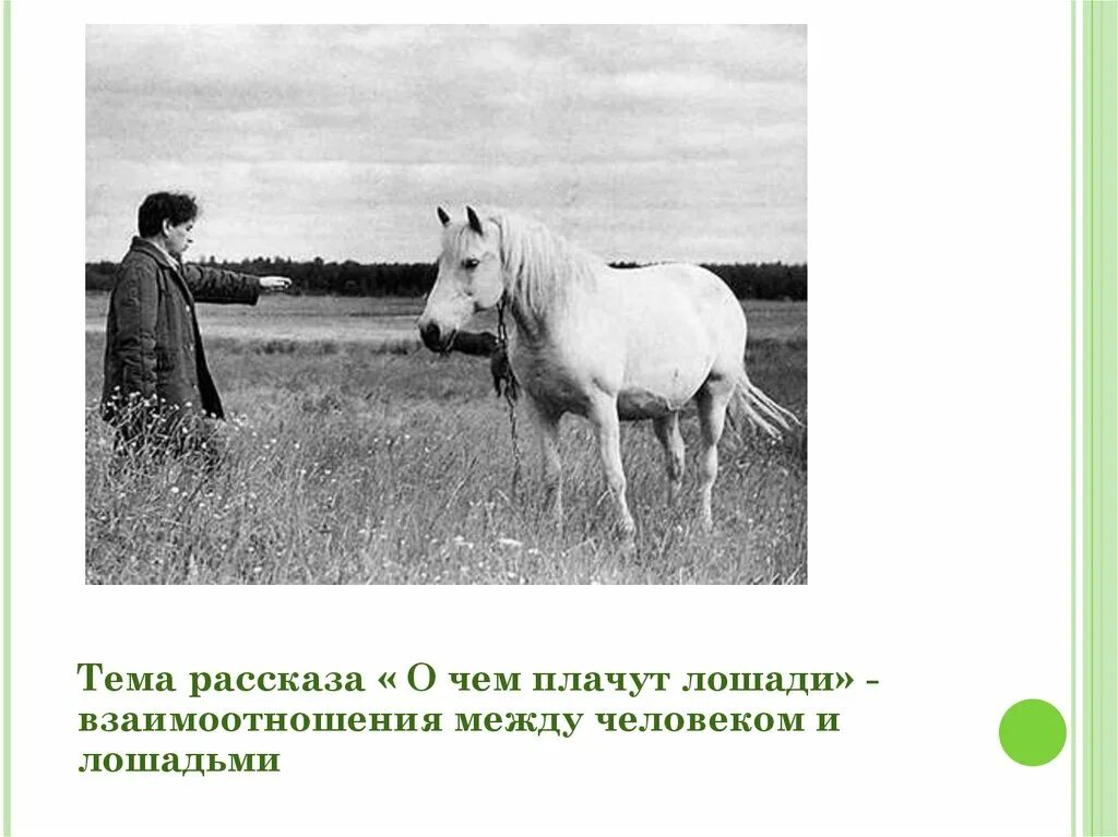 Ф. Абрамова "о чём плачут лошади". Фёдор Александрович Абрамов о чём плачут лошади. "О чем плачут лошади в рассказе ф.Абрамова?". Федора Абрамова о чем плачут лошади.