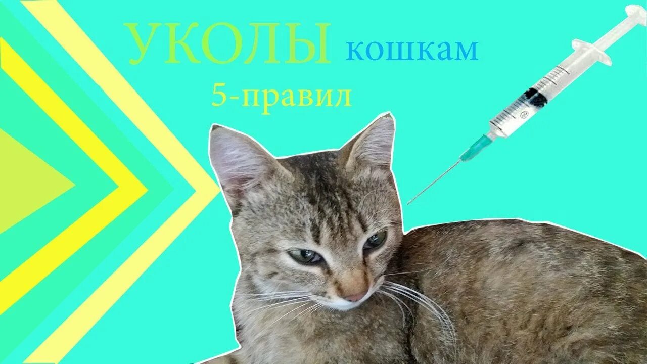 Укол кошке. Уколы котам. Укол котенку внутримышечно. Внутримышечная инъекция кошке.