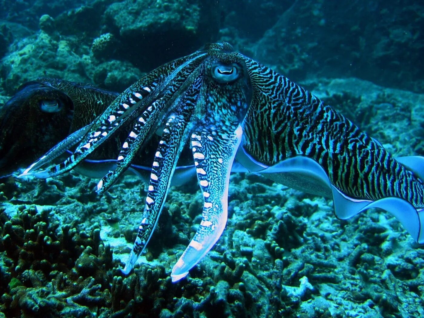 Осьминог водный. Мурена и осьминог. Морские головоногие моллюски. Каракатица красное море. Головоногие моллюски осьминог Синекольчатый.