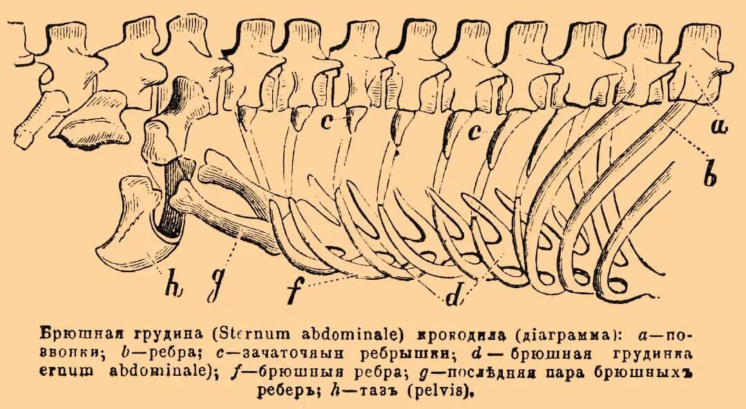 Рептилии ребра. Грудина у пресмыкающихся. Строение грудной клетки крокодила. Скелет крокодила Грудина. Грудная клетка крокодилов.