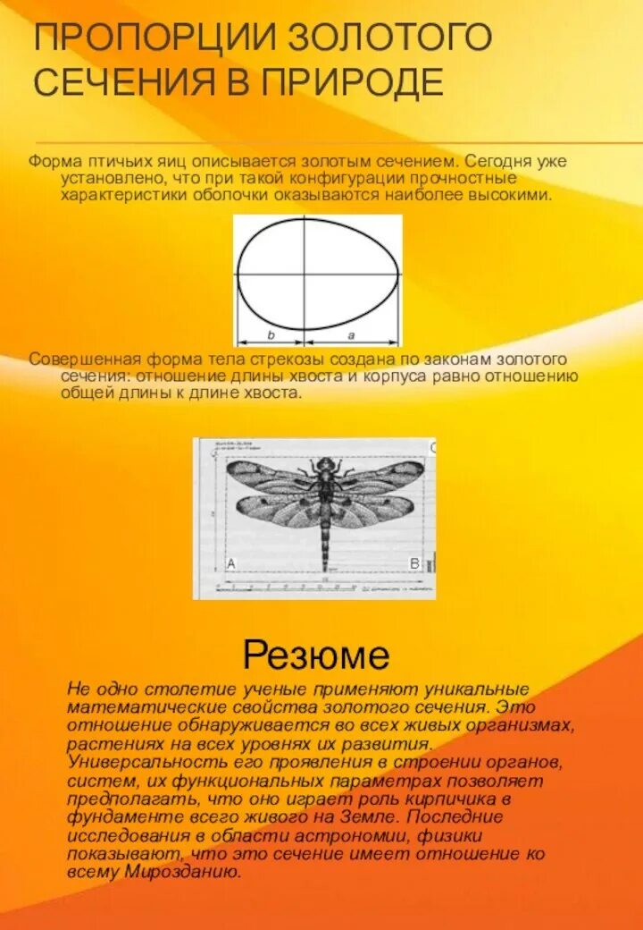 Образовательного центра золотое сечение. Формула золотого сечения. золотое сечение в природе. золотое сечение чертеж. золотая пропорция.