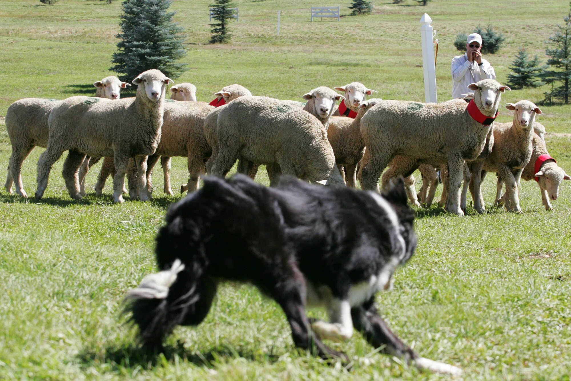 Пасу овечек. Бордер колли овцы пастух. Южнорусская овчарка пасет овец. Собака пастух порода бордер колли. Бордер колли пасет овец.