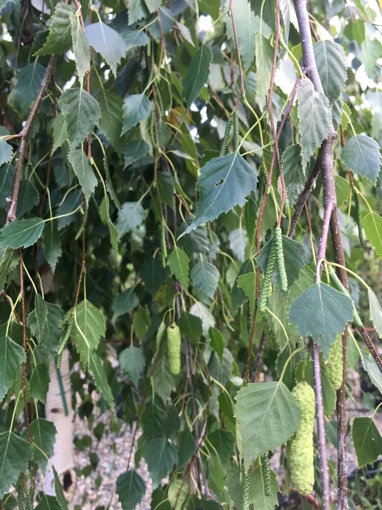 Береза Бетула Пендула. Береза повислая Юнги. Береза повислая Betula pendula “Youngii”. Береза повислая Бетула Пендула. Береза повислая виды