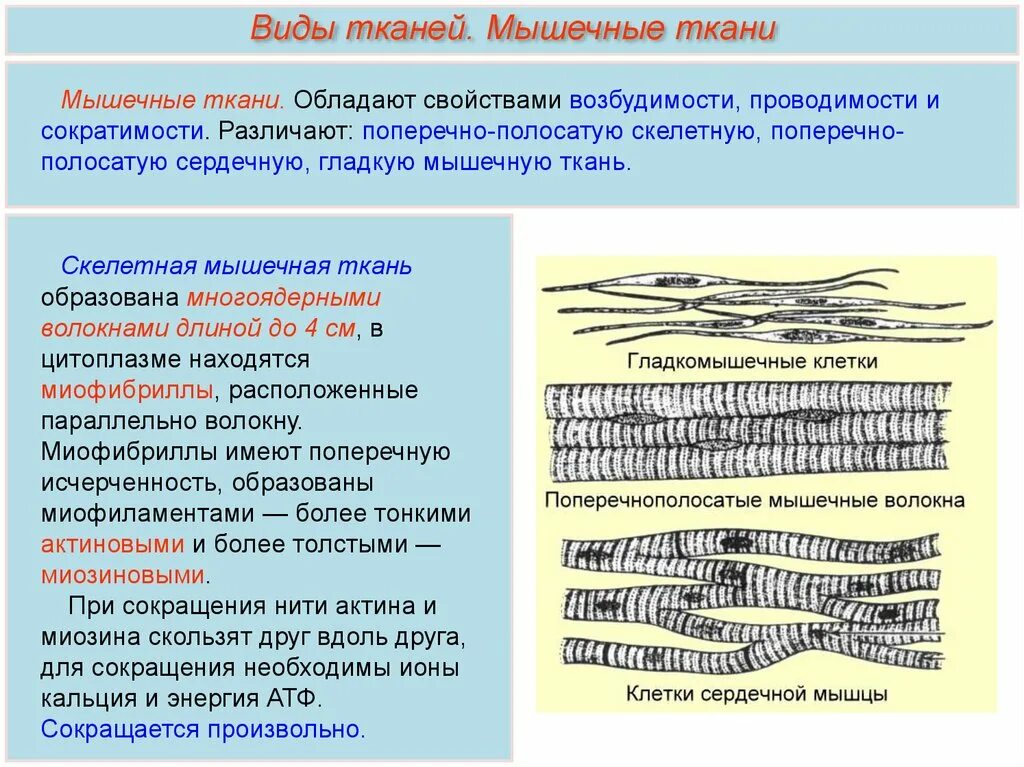 Скелетная мышечная ткань образована. Клетки поперечно-полосатой мышечной ткани. Поперечно-полосатая мышечная ткань сокращается:. Поперечная исчерченность гладкой мышечной ткани. Какие клетки обладают возбудимостью и проводимостью