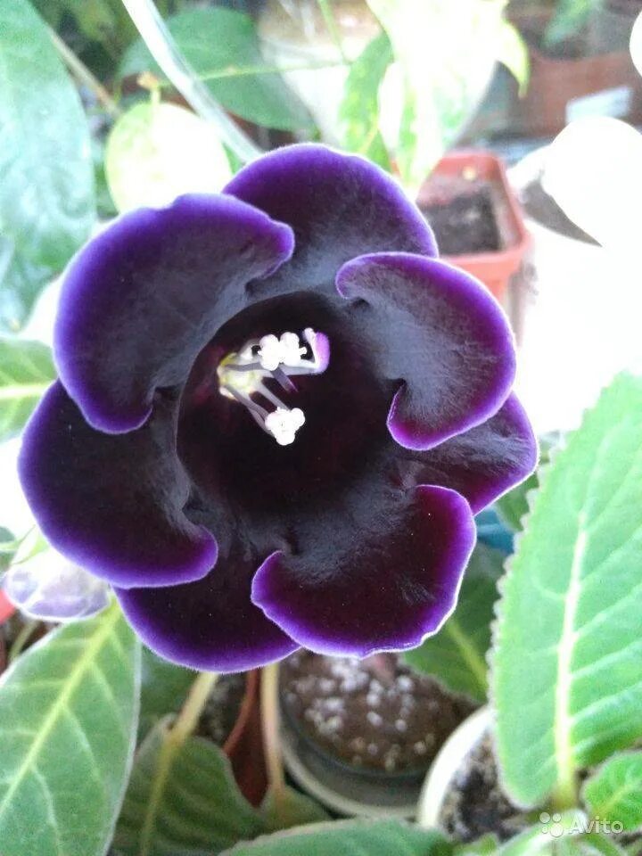 Глоксиния голливуд фиолетовая. Глоксинии сорта голливуд. Глоксиния черный принц. Глоксиния violacea. Глоксиния голливуд.