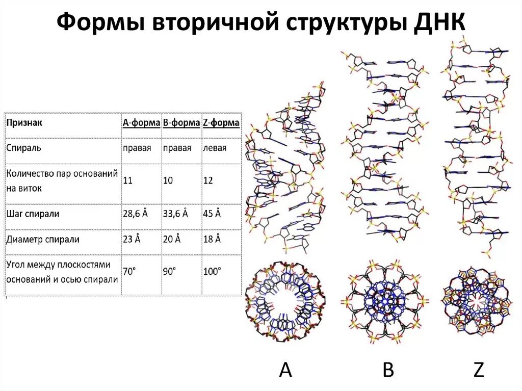 Характеристика структуры днк. Строение вторичной структуры ДНК. Характеристика вторичной структуры ДНК. Структура ДНК B форма. Формы ДНК таблица.