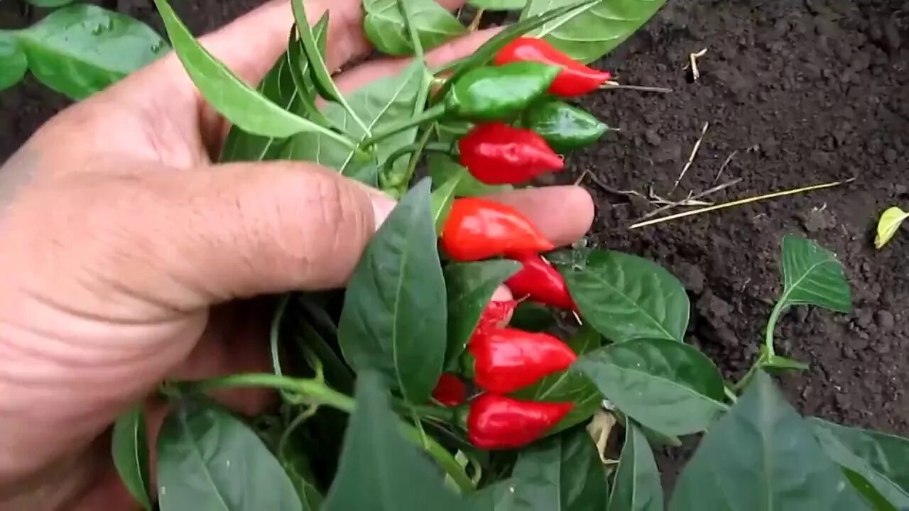 Мелкоплодный Горький перец. Frontera Sweet перец. Aji Ecuadorian Red перец. Название самого острого перца