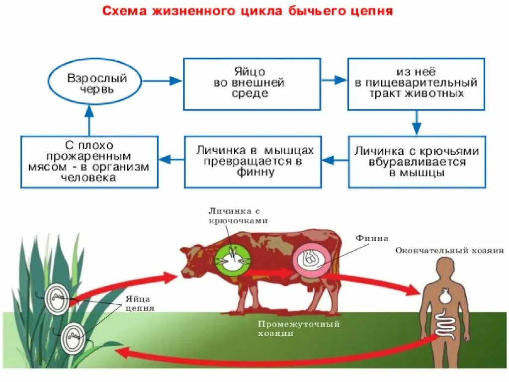 Жизненный цикл бычьего цепня начиная с яиц