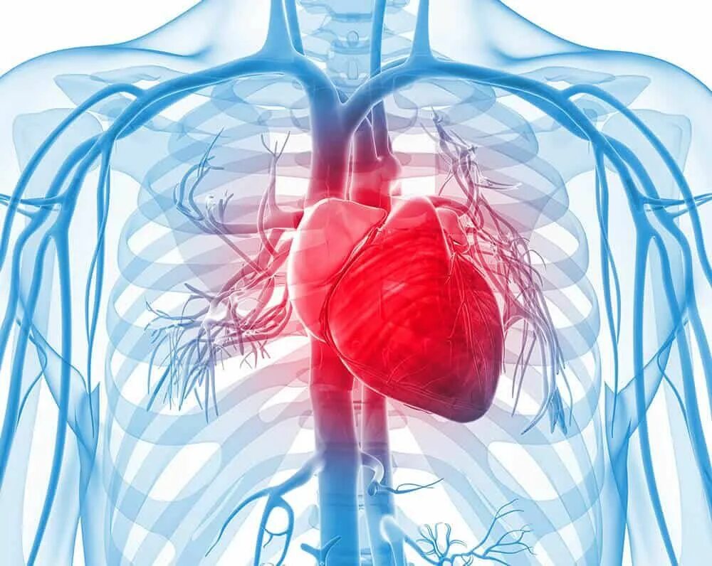 Человек с больным сердцем. Кардиология аритмия. Сердце кардиология. Сердечно-сосудистые заболевания. Проблема кардиологии.