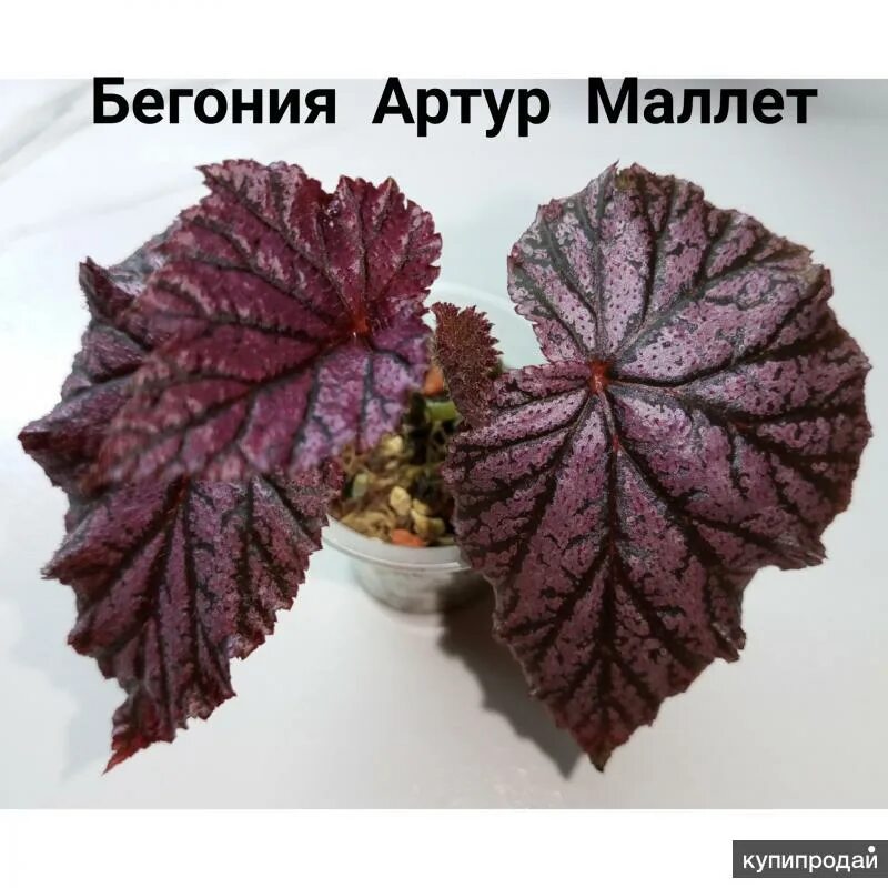 Begonia 'Gypsy Rose'