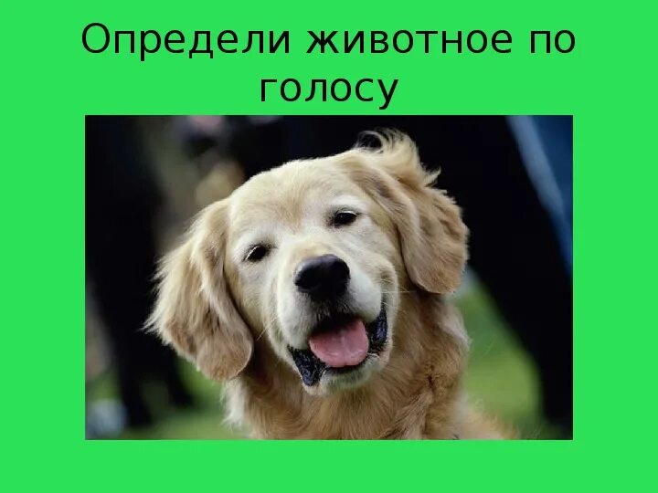 Профессиональный редактор фотографий. Программа для редактирования фото. Фотографии для редактирования. Рисунки для редактирования. Крутой фоторедактор.