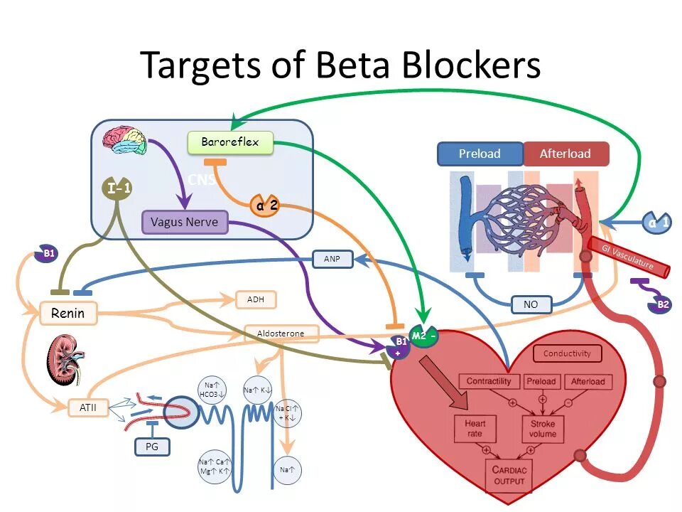 Beta Blocker. Beta Blockers drugs. Baroreflex. Adrenoblockers.