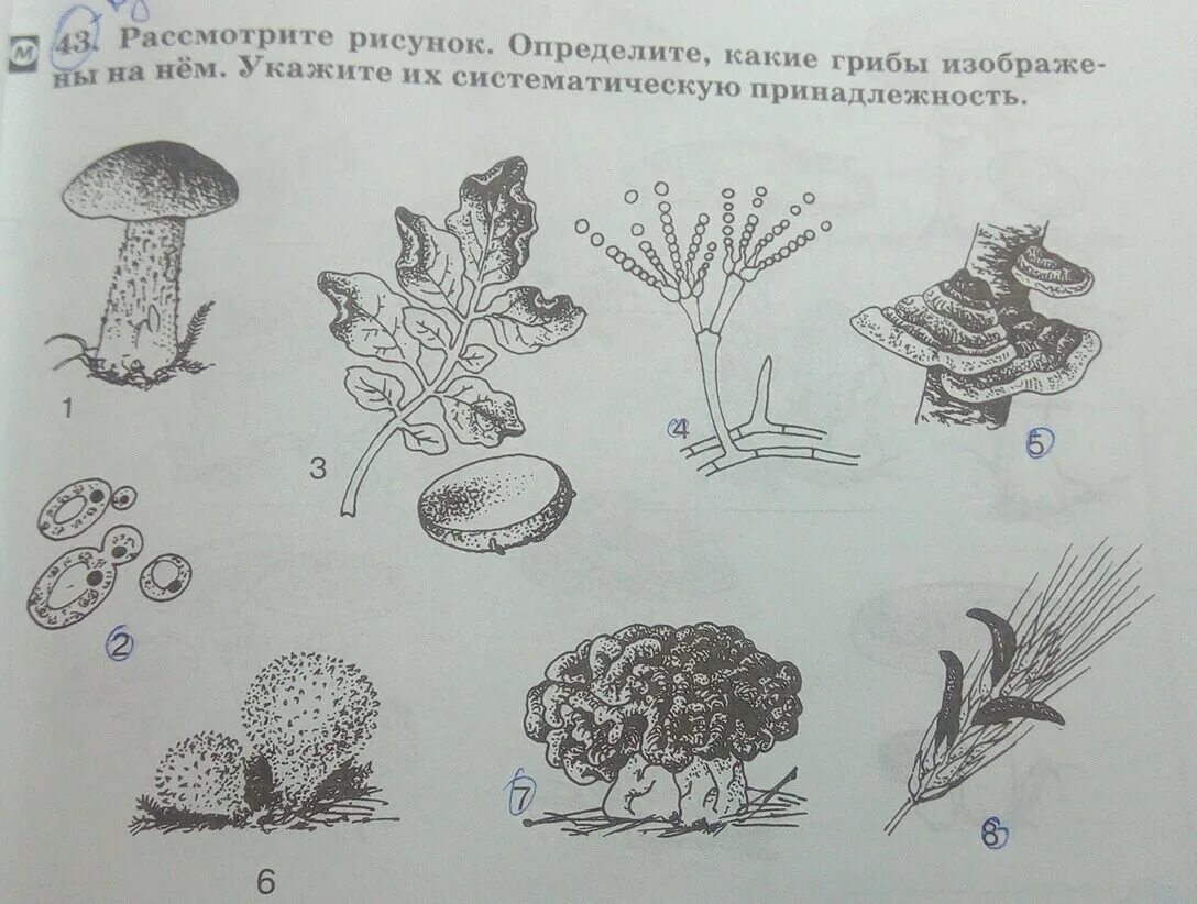 Рассмотри картинку. Какой гриб изображен на рисунке. Рассмотрите рисунок определите. Определите грибы изображенные на рисунке. Гриб изображенный на рисунке относится к группе.