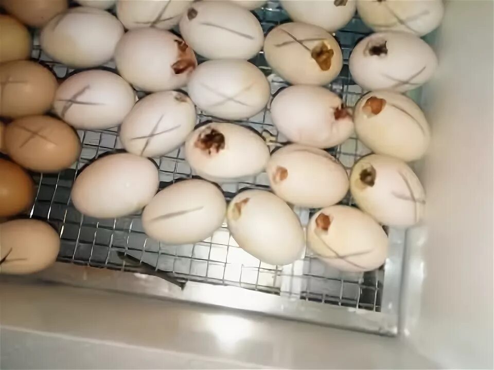 ОВОСКОПИЯ утиных яиц. Инкубационное яйцо мускусной утки. Инкубация яиц мускусной утки. Овоскопирование мускусной утки. Мускусная утка яйцо инкубационное купить